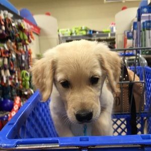 Meet your Posher, Andrew